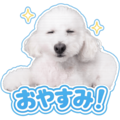 ふわふわ白トイプー・ヴィオラ