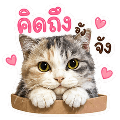 Look Mhee Meaww