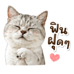JuuJii Sleepy Cat