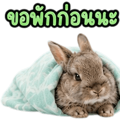 Adorable Netherland Dwarf V.18