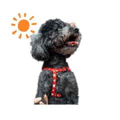 Alice.huang_20190420213451