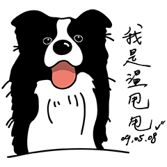 Border collie Mango Wen