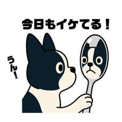 ボストンテリア   ブラザーズ2