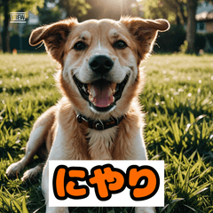 ゆるっとワンコの日常