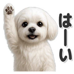 毎日使える！かわいいマルチーズ