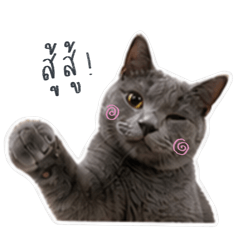 Diamond meow meow