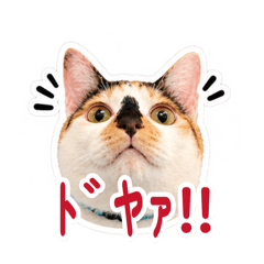 にゃんずの日常② うみちゃん