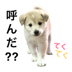 愛犬 メリー