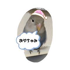 あい&もも　コザクラ