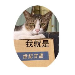 Cat like driknk water