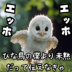 煽るフクロウ【煽り・えっほえっほ・梟】