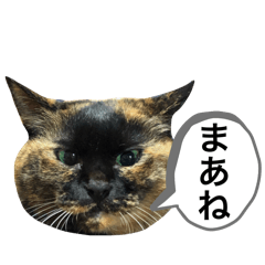 もふもふまめ21