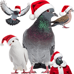BIG! クリスマス　サンタクロース　鳩