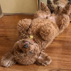 Bratty Little Fried Chicken 1