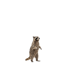 【小さく表示される】アライグマ