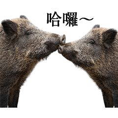 BIG! ずっと使えるイノシシ（台湾華語）