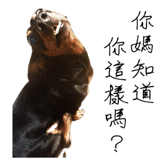 Sausage dog bling bling love to speak