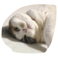 おはよぉ猫さん