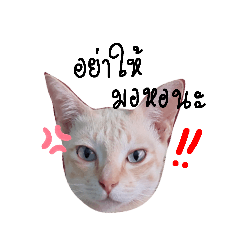 cat cute_20220608223121