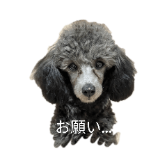 Silver toy poodle(シルバートイプードル)