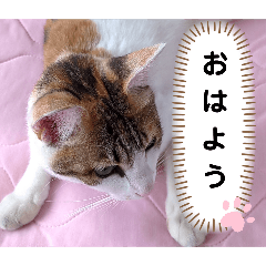 み〜ちゃんあいさつvol.3