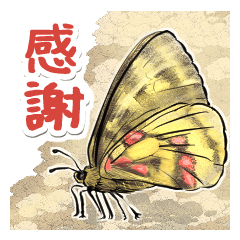 日本のチョウ図鑑