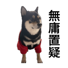 Black Shiba 1un
