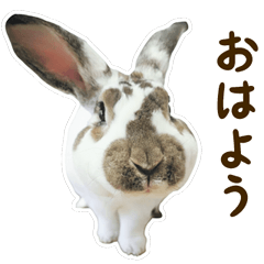 うさぎのシュガー（スタンダードレッキス）