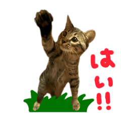 おだんごしっぽくん