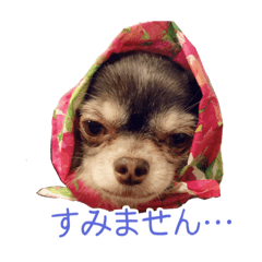 いぬねこだいすき