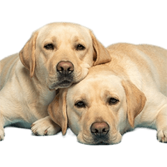 BIG! ラブラドールレトリバー　実写