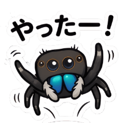まるっこい 蜘蛛