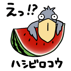 ハシビロコウ【夏】