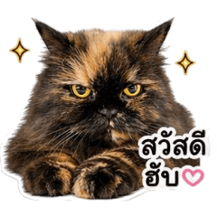 Mudmee the Angry Cat