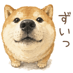 ゆるふわリアクション柴犬【かわいい】