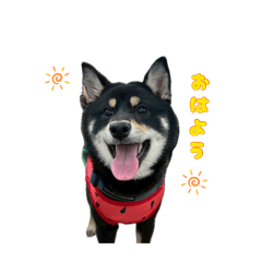黒しばさんの日常