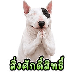 Cute Bull Terrier V.3