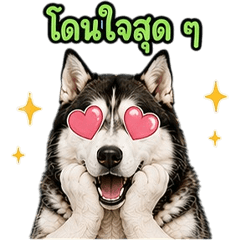 cute Siberian Husky V.3