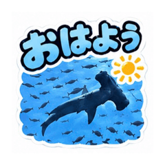 シュモクちゃん