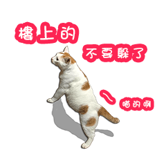 I am a DODO. Meow ~ 1