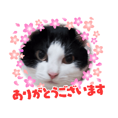 ハチワレ Lineスタンプ Lineスタンプマニア クリエイターズスタンプ