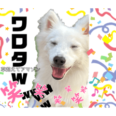 日本スピッツ犬琥珀くん            Part2