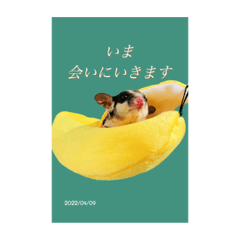 ももんがらいふ！そのさん