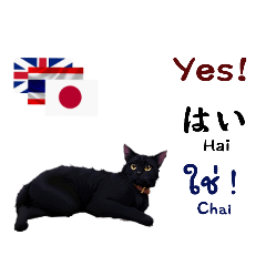 Thai+Japan+English.Cat