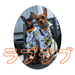 めらちゃんの日常