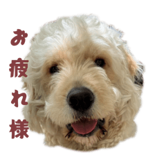 ゴールデンドゥードゥルのスタンプ