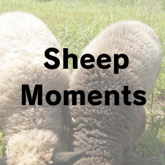 Sheep Moments
