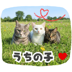「うちの子」猫たちの日常スタンプ