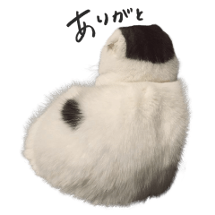 いちまる（おにぎりヘアーの猫）