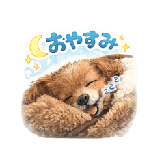 ポメプーのもみちゃん